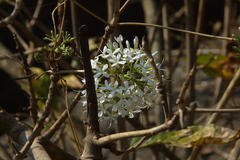 Pavetta crassicaulis